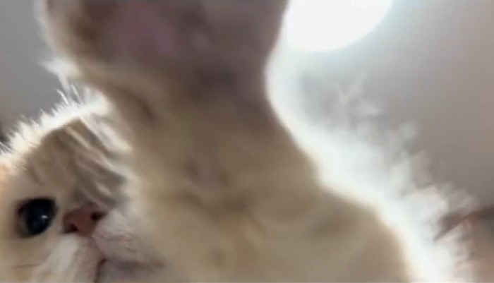 猫パンチするミーにゃちゃん