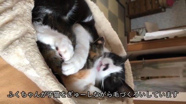 ハンモックの中の猫と子猫