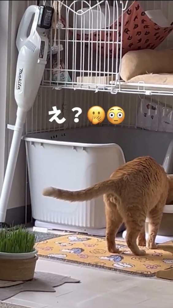 トイレに砂をかける猫