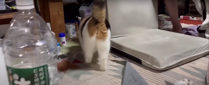 人に寄っていく猫