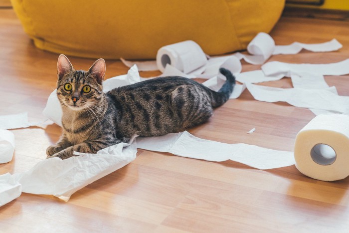 ティッシュで遊ぶ猫