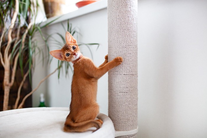 麻紐のキャットタワーで爪研ぎする猫