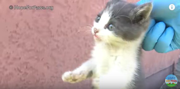 首をつままれて持ち上げられる子猫