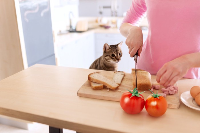 パンを見つめる猫