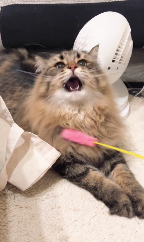 猫じゃらしで遊ぶ猫