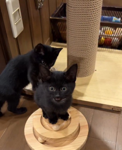 おもちゃの上に乗って投稿者を見つめるピンクの首輪を着けた子猫