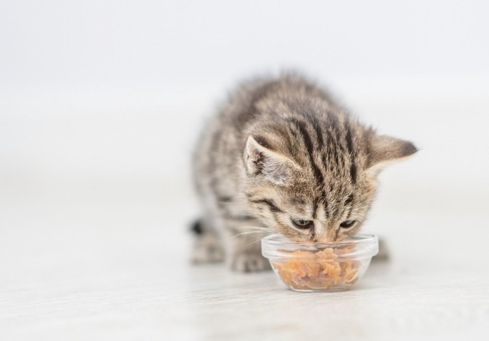 ご飯を食べる猫