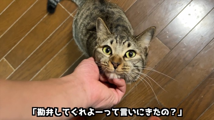 顎を撫でられる猫