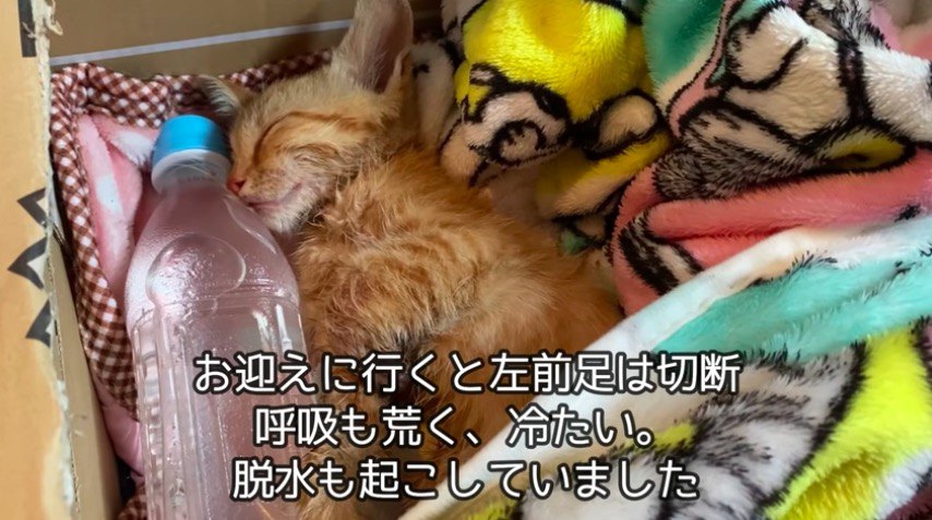 瀕死の子猫