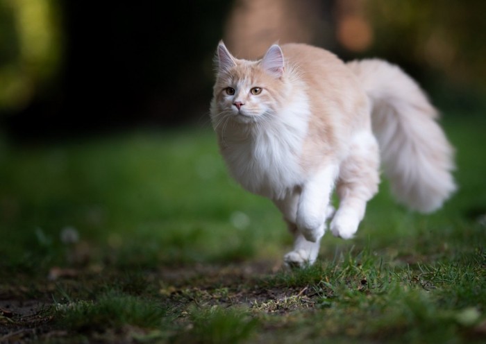 全力で走る猫