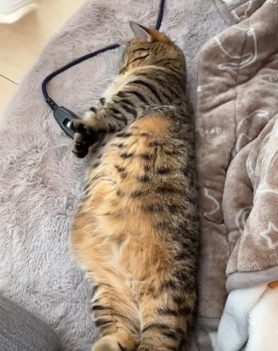 両手を下に伸ばす猫1