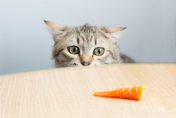 猫と魚