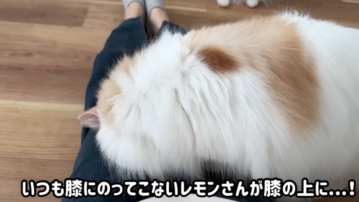 膝の上にのる猫