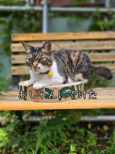 爪とぎの上に乗る猫