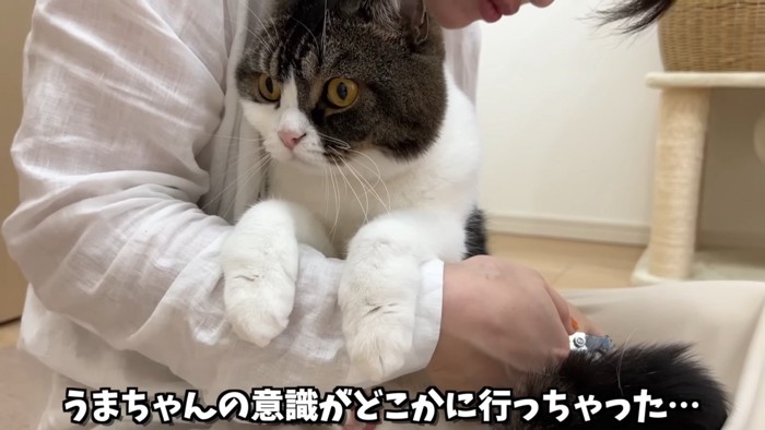 遠くを見る猫