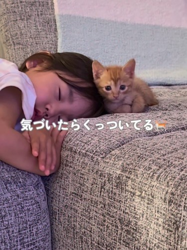 子どもの頭に寄りかかる子猫