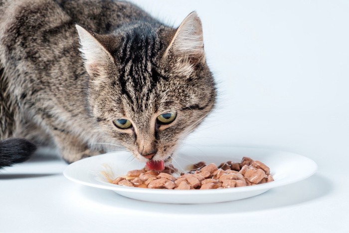 ウェットフードを食べる猫