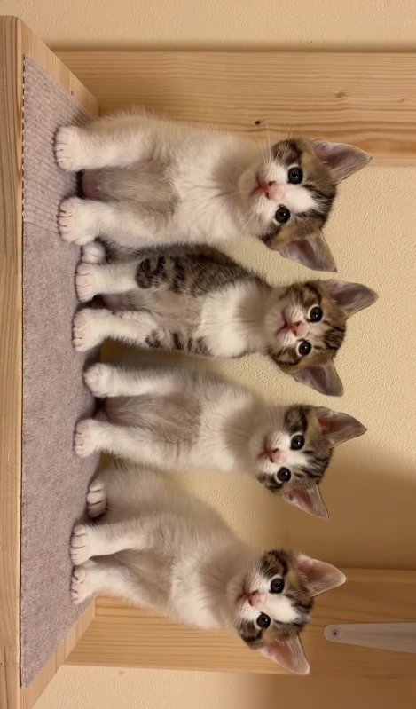 横一列に整列してお座りをする4匹の子猫