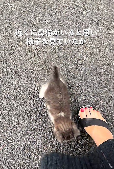寄ってくる子猫