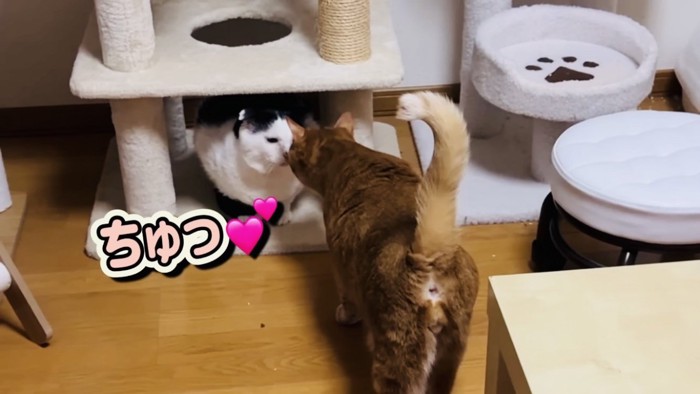 鼻チューする白黒猫と茶トラ猫