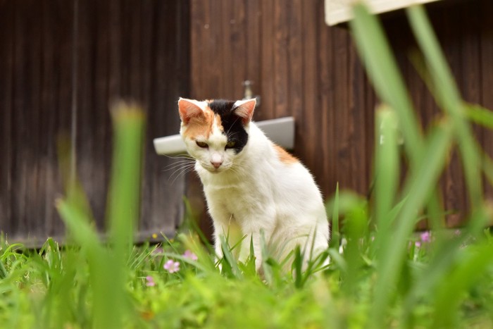 ため息をつく猫