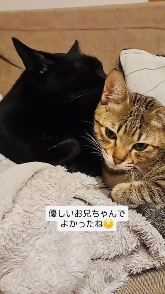 キジトラ猫をグルーミングする黒猫