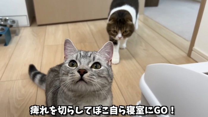 歩いてくる猫