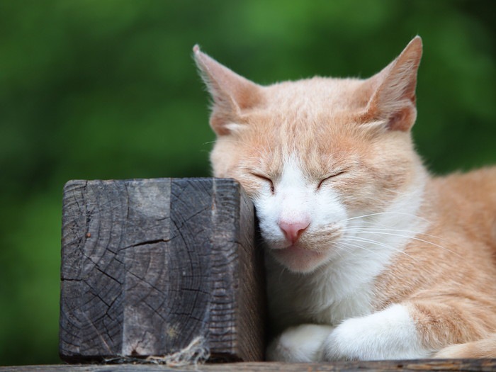 角材を枕にして眠る猫