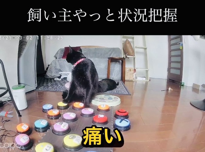 黒白猫を見ながら会話ボタンを押す黒猫
