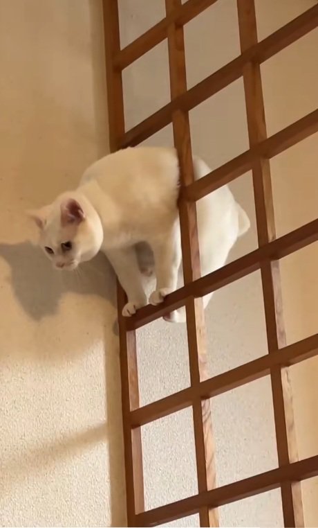 格子の上で考えている白猫