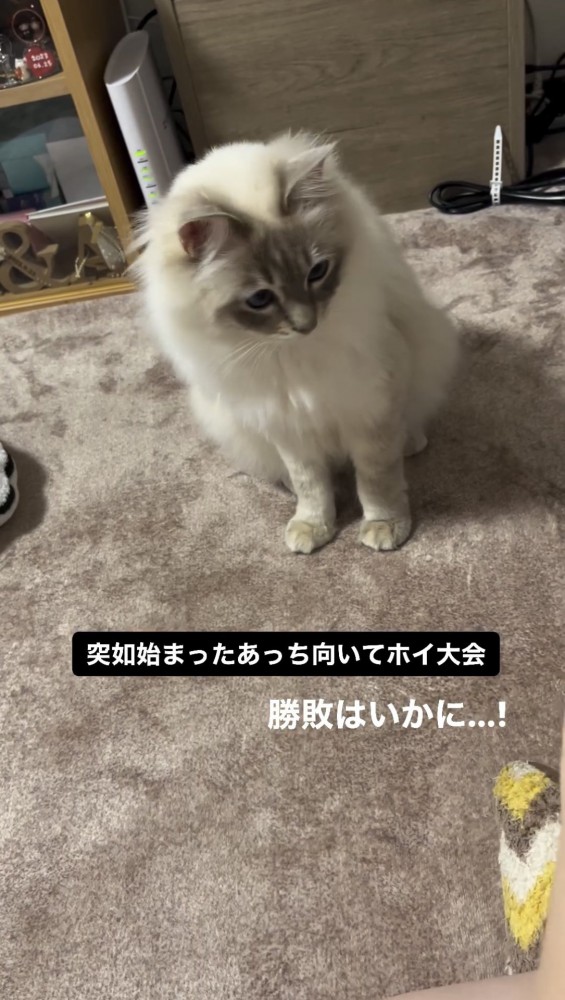 飼い主の指を見る猫