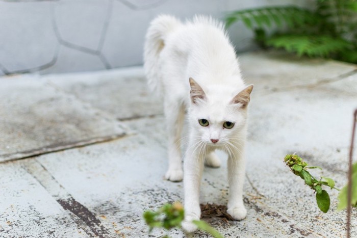 毛を逆立てる子猫