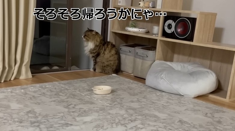 窓際でたたずむ野良猫