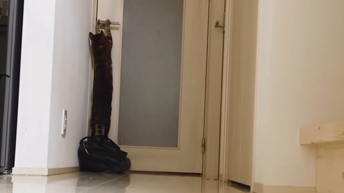 ドアを開けようとする猫