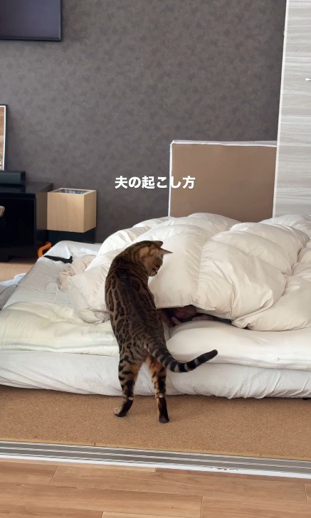 飼い主を起こしている猫
