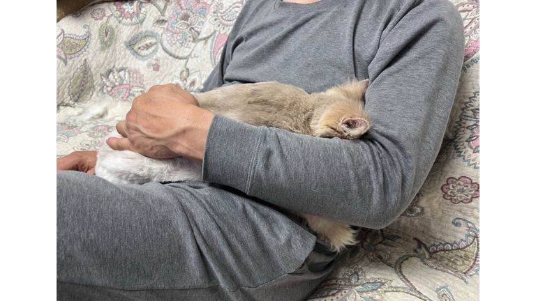 抱かれている猫