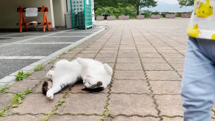 仰向けになる猫