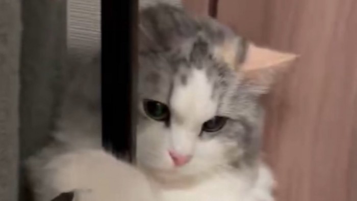 不機嫌そうな表情を浮かべる猫の顔のアップ