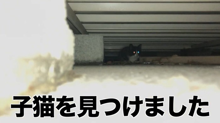 床下にいる子猫