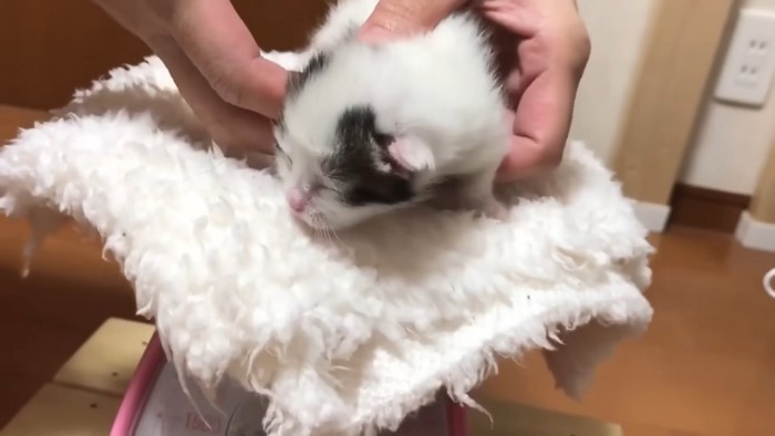白い布に乗せられる子猫