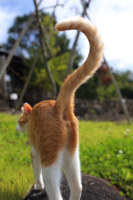 クエスチョンマークの猫のしっぽ