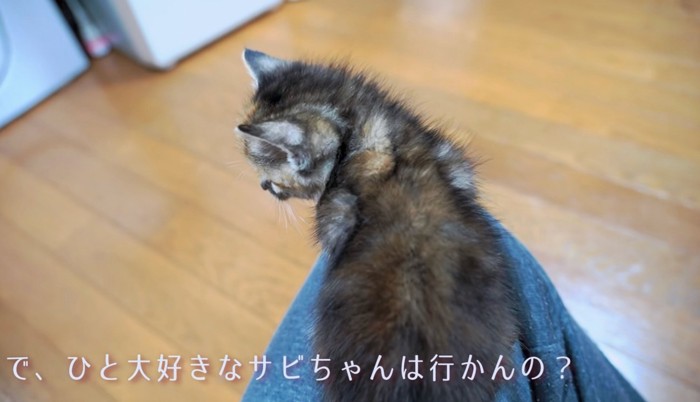 遊ぶきょうだいたちを眺めるサビちゃん