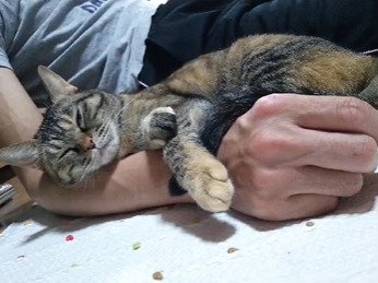 腕枕してもらう猫