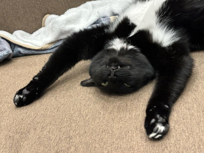 仰向けになっている白黒猫の顔