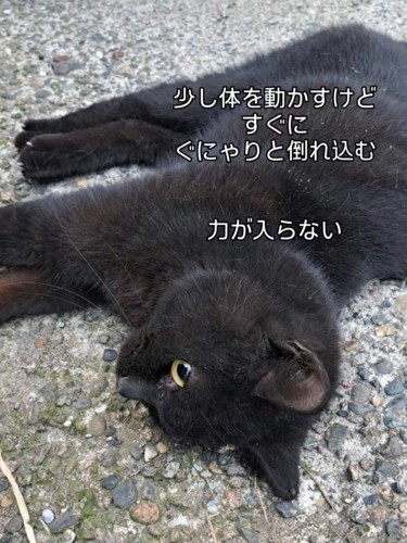 目を開けて倒れている猫