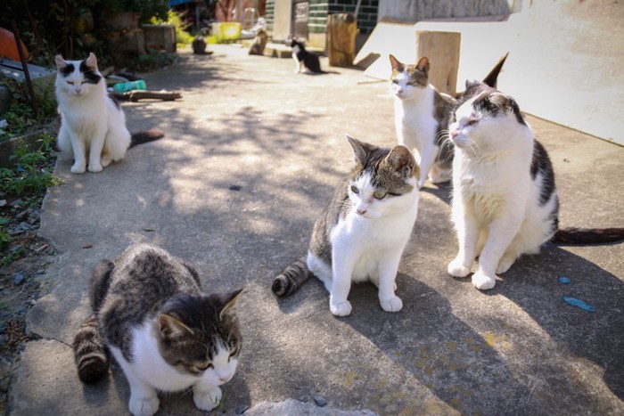 たくさんの野良猫たち