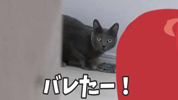 バレたー！の文字と猫