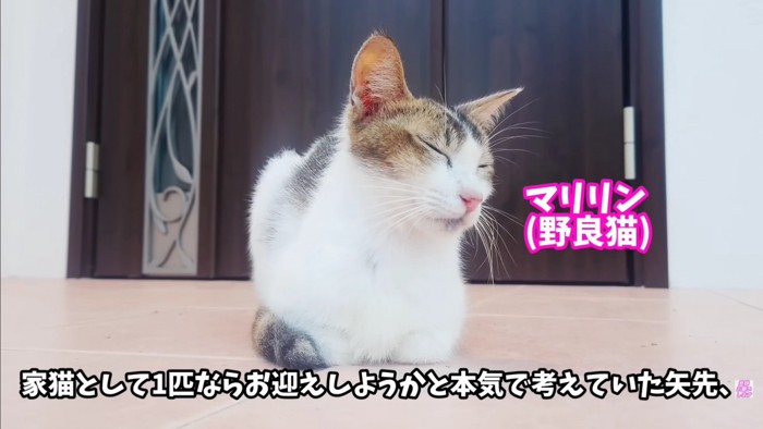 テロップ「家猫として1匹なら～」