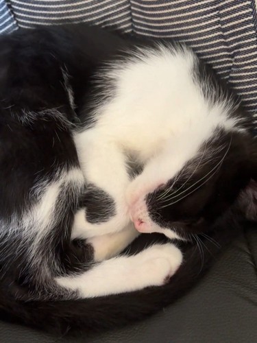 丸まって寝る子猫