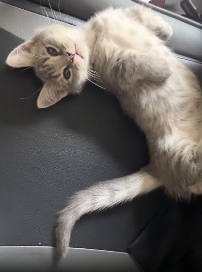 ヘソ天する子猫